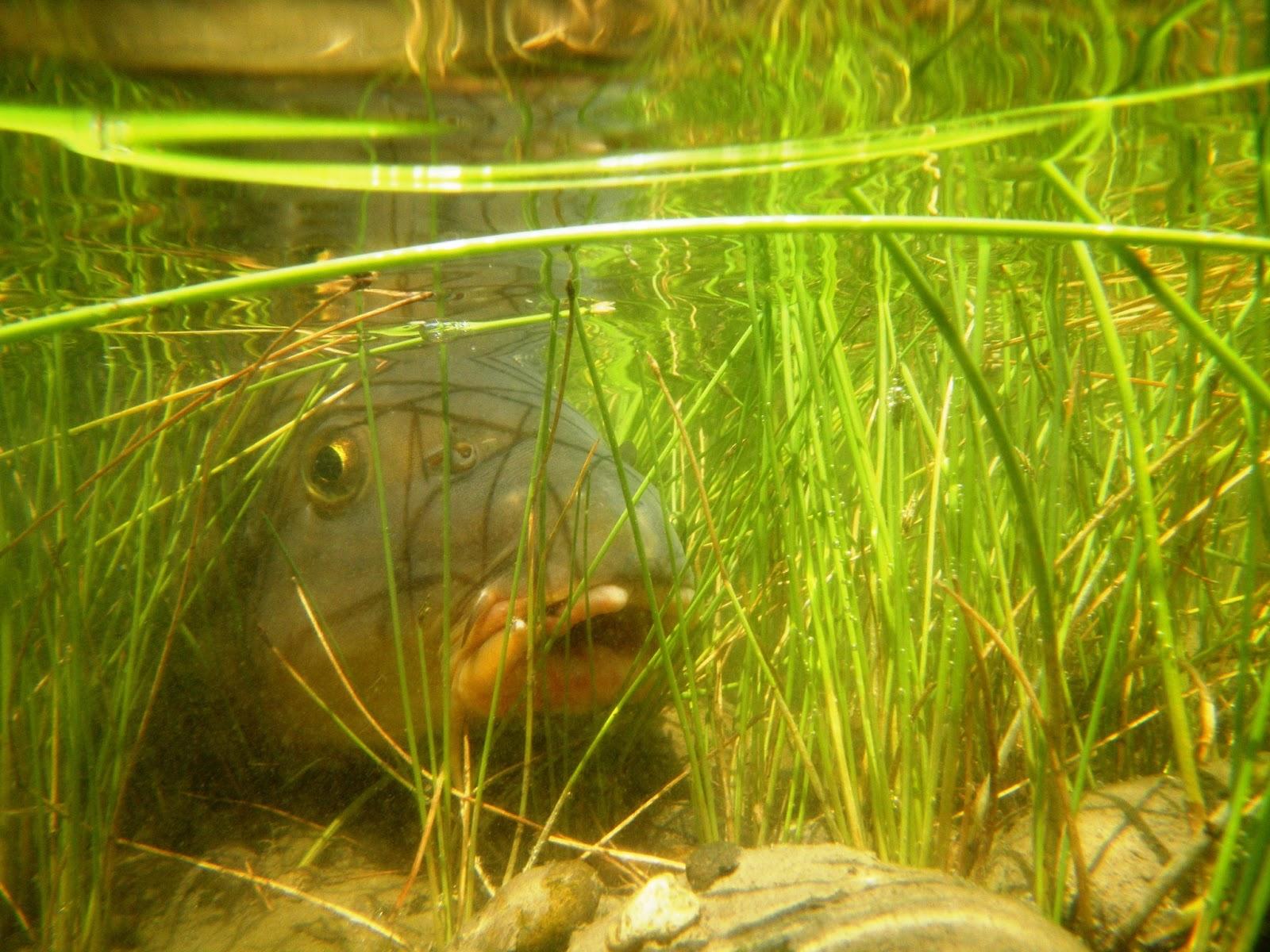 crapii - carp-in-grass-after-release.jpg